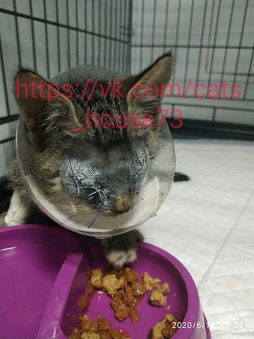 котенок котенок