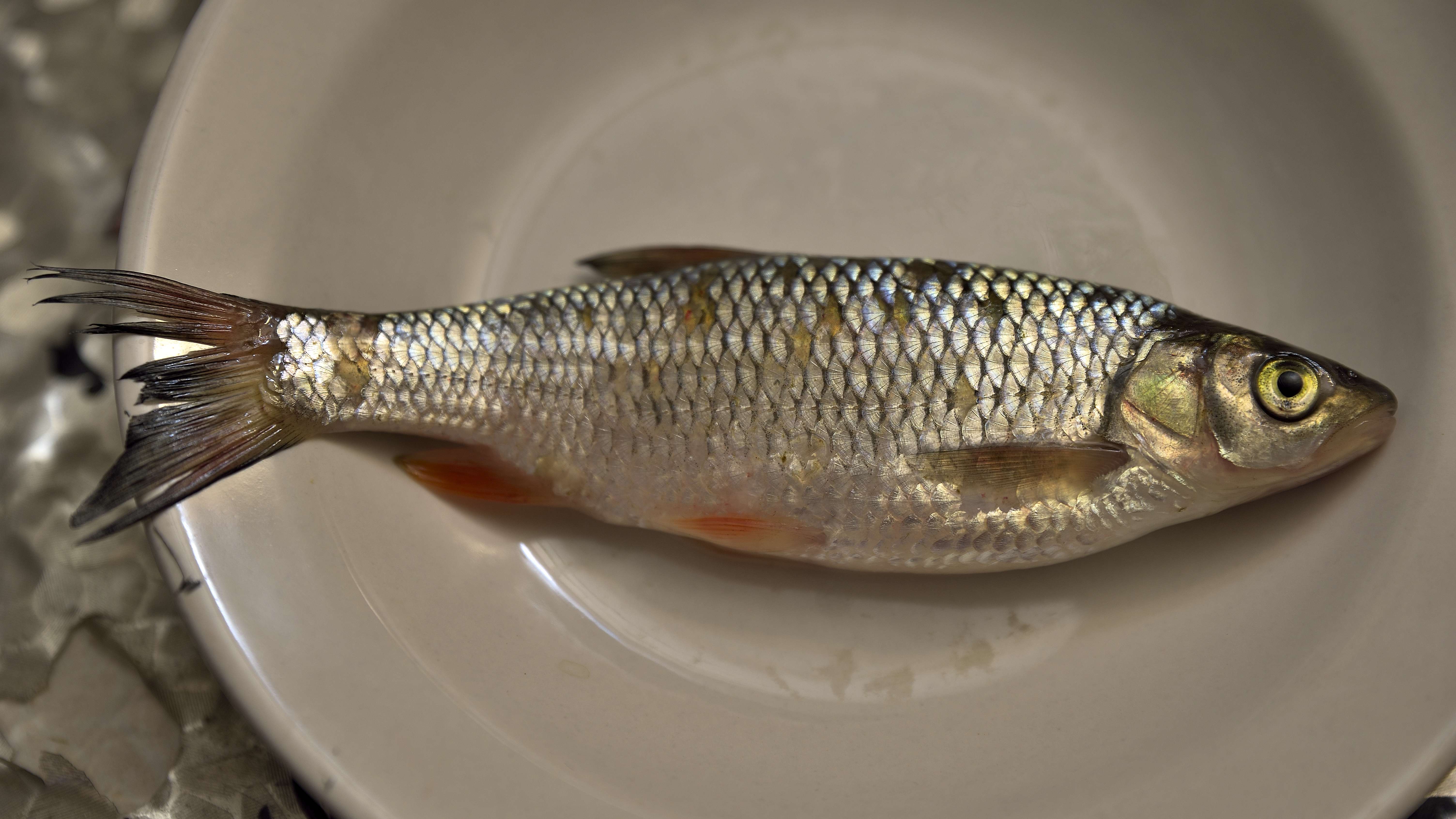 Язь (лат. Leuciscus idus) — вид лучепёрых рыб из семейства карповых. Молодые рыбы называются подъязками.