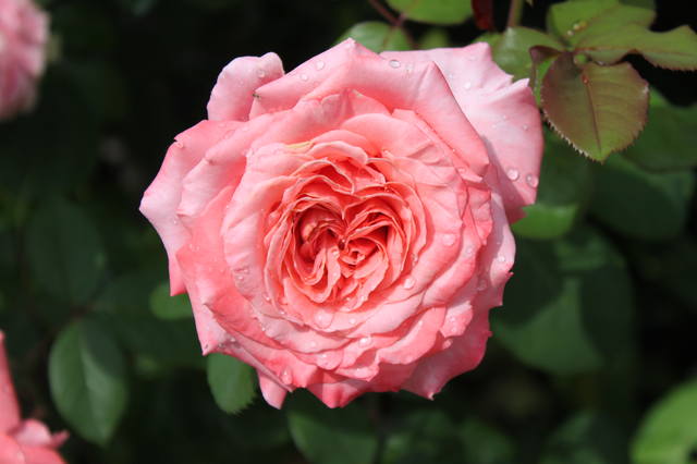 Чайная беседка