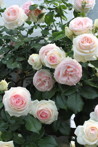 Чайная беседка