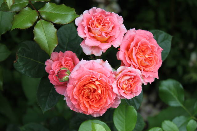 Чайная беседка