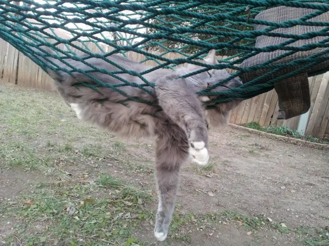 Tapтaлeтки & Ко