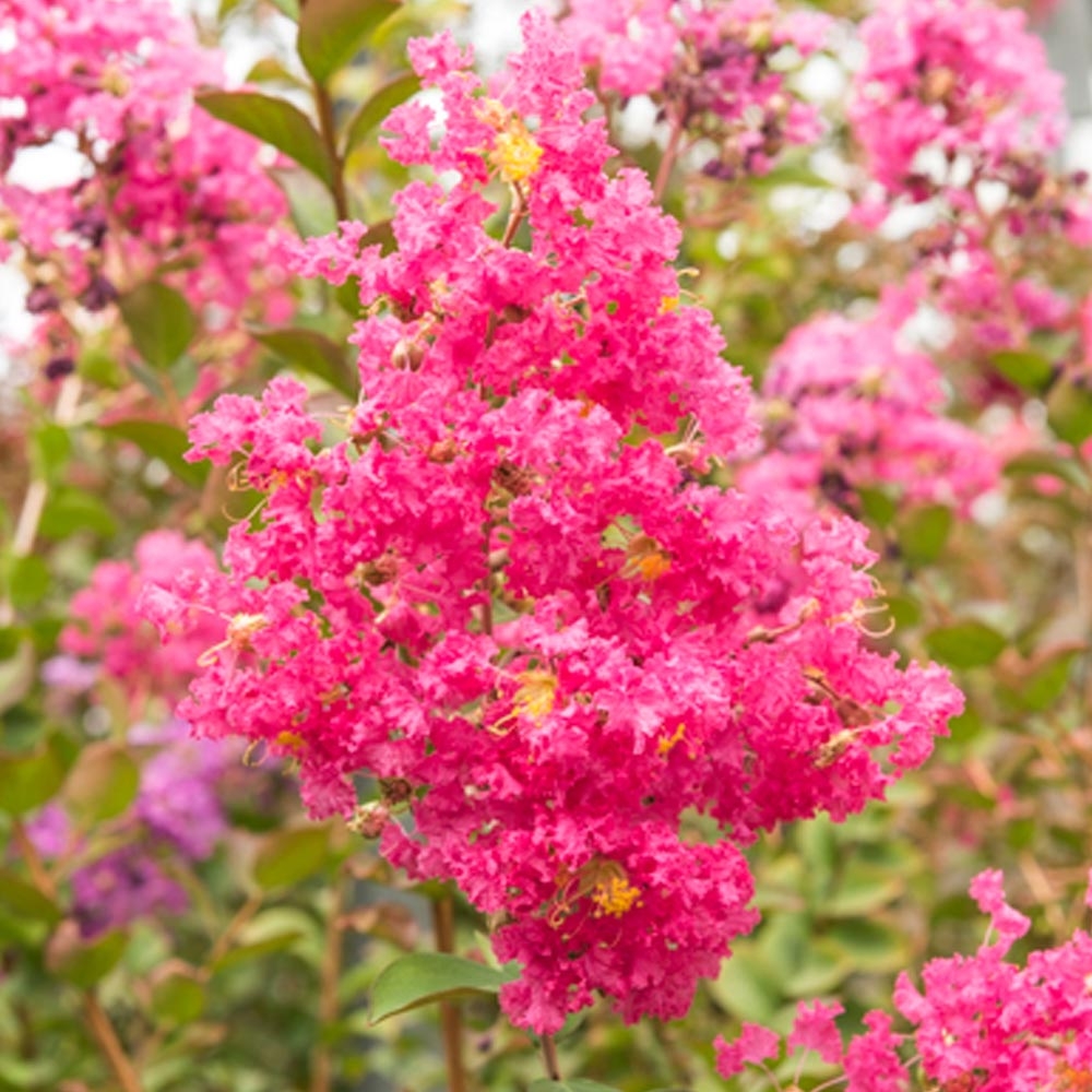 resized-8503-lagerstroemia-turenne-lilas-des-indes-t1000