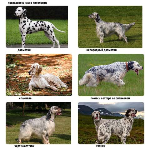 Пришел к п. Приходите к нам в кинологию у нас есть.