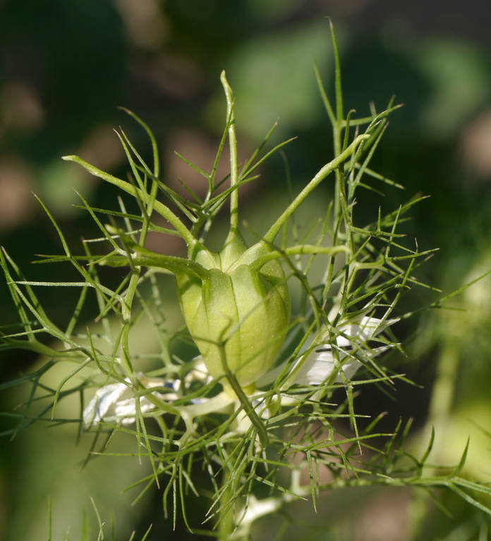 нигелла плод