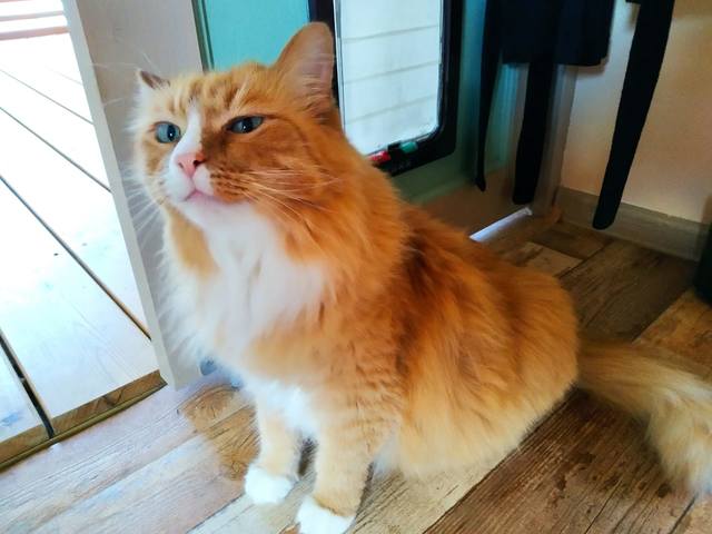 Кошки в нашей жизни. Кошки и все, что с ними связано. Кошки в нашей жизни. Кошки и все, что с ними связано.