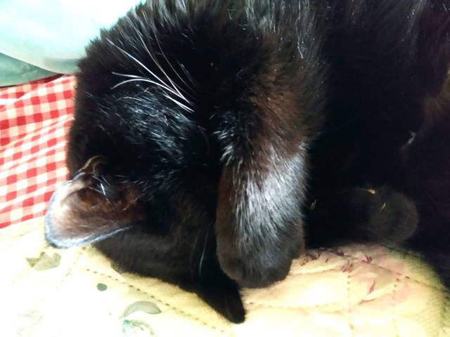 Кошки в нашей жизни. Кошки и все, что с ними связано. Кошки в нашей жизни. Кошки и все, что с ними связано.