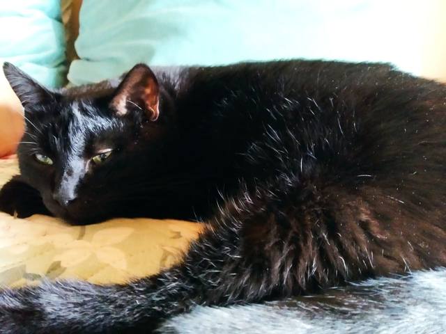 Кошки в нашей жизни. Кошки и все, что с ними связано.