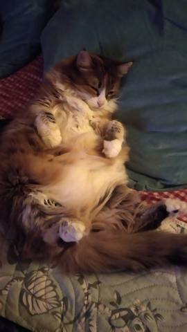 Кошки в нашей жизни. Кошки и все, что с ними связано. Кошки в нашей жизни. Кошки и все, что с ними связано.