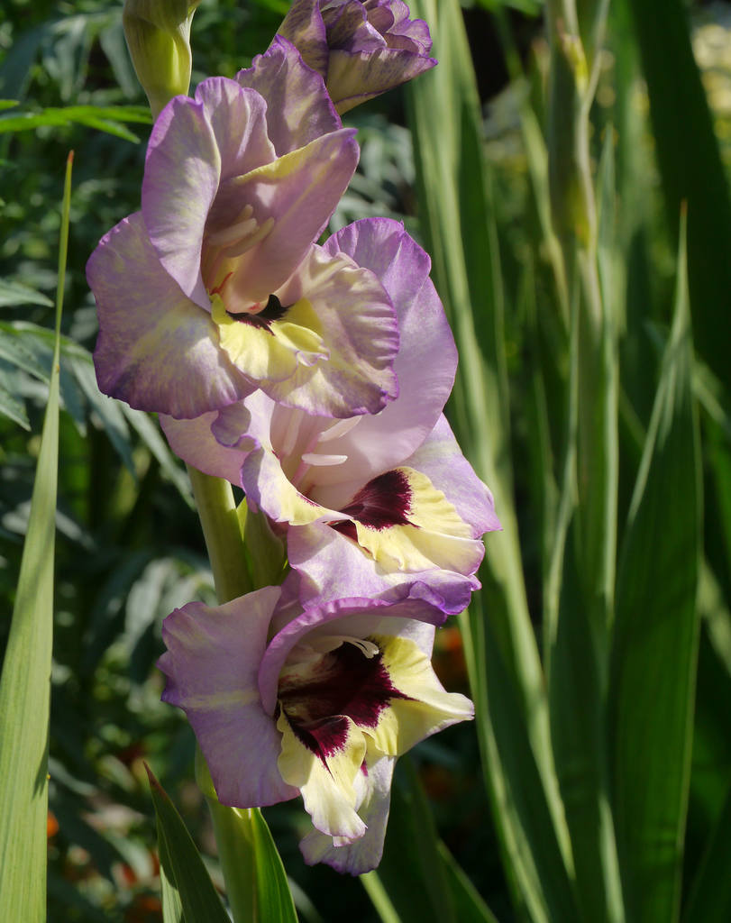 Фанни Фикшн