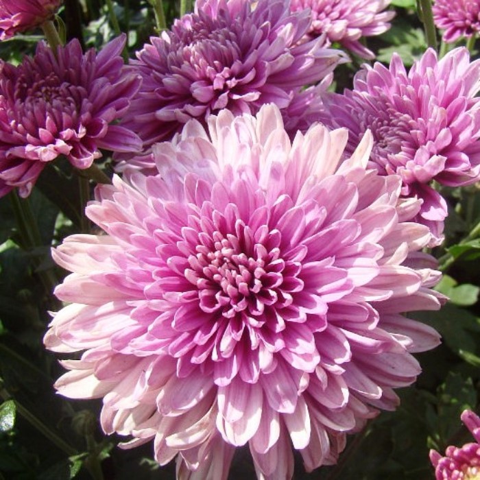 Хризантема корейская сереневый туман