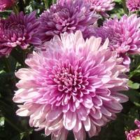 Хризантема корейская сереневый туман