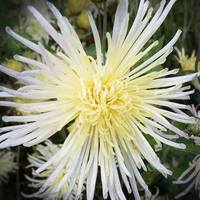 Хризантема корейская перлинка