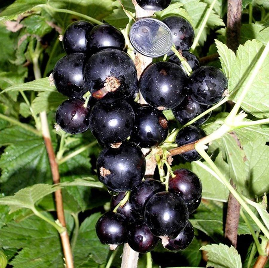 Смородина чёрная Русалка бессемянная