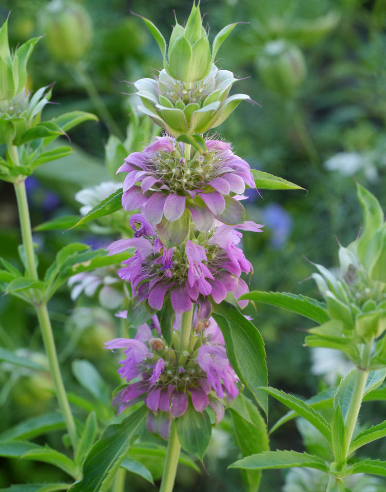 монарда лимон