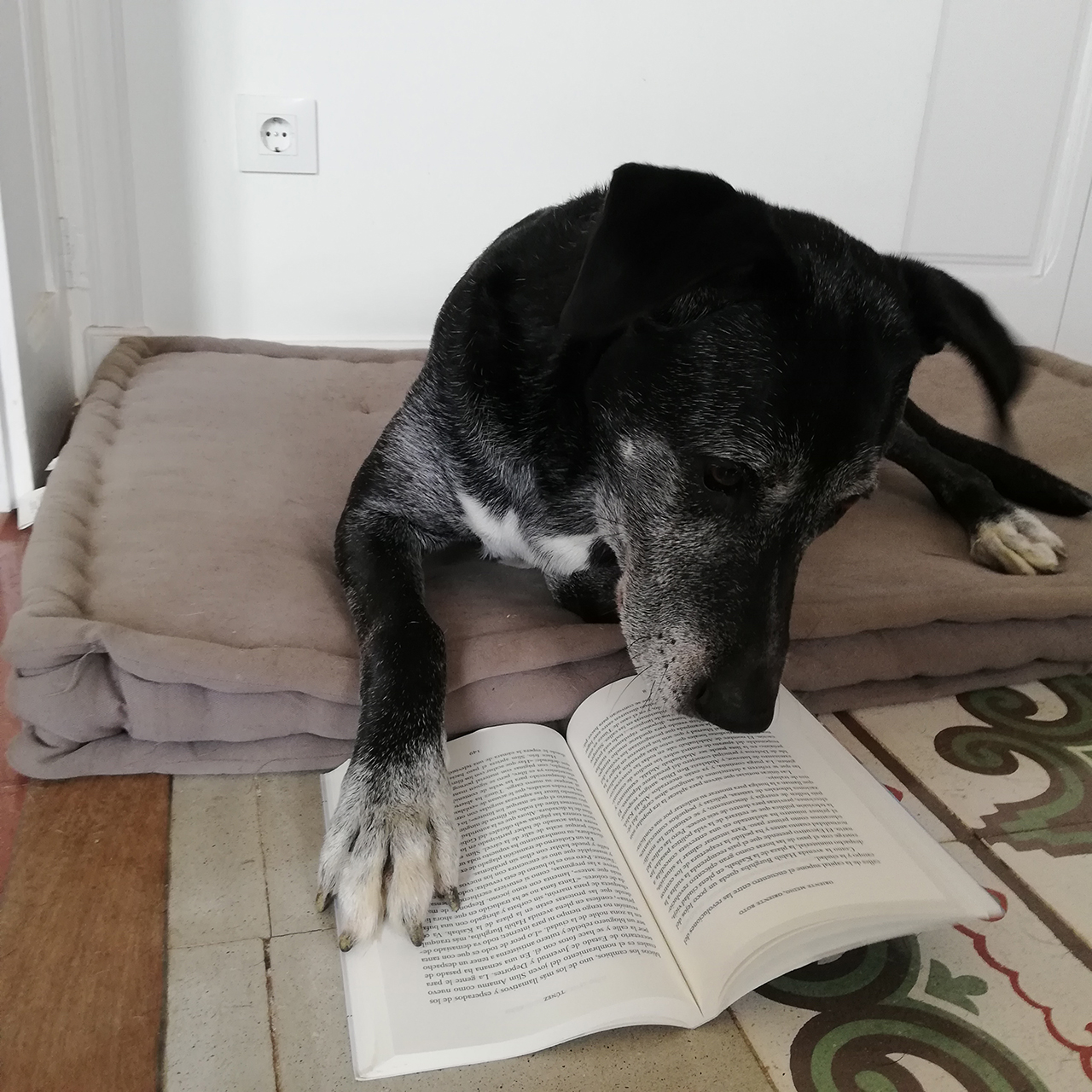 пес читает