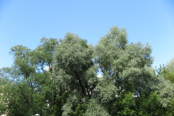 VFL.RU - ваш фотохостинг VFL.RU - ваш фотохостинг