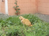 VFL.RU - ваш фотохостинг