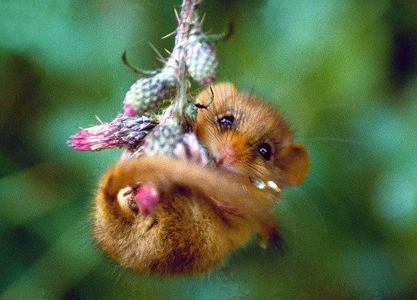 Tapтaлeтки & Ко