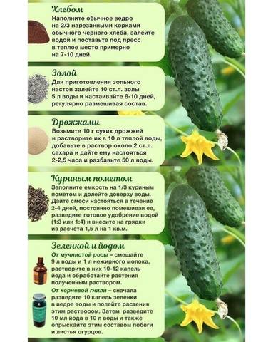 Сажаем, растим, собираем урожай…