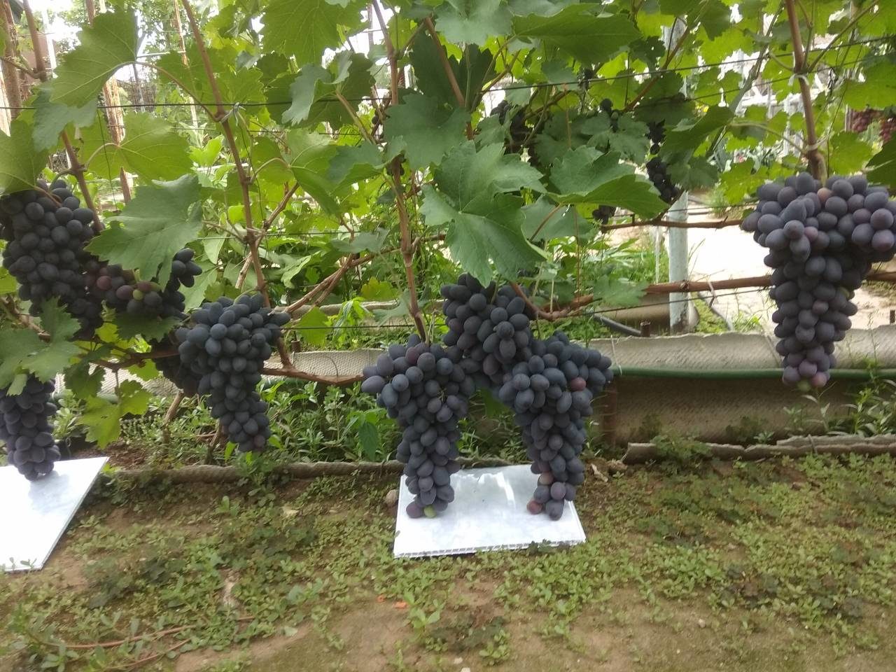 Сорт винограда Лорана
