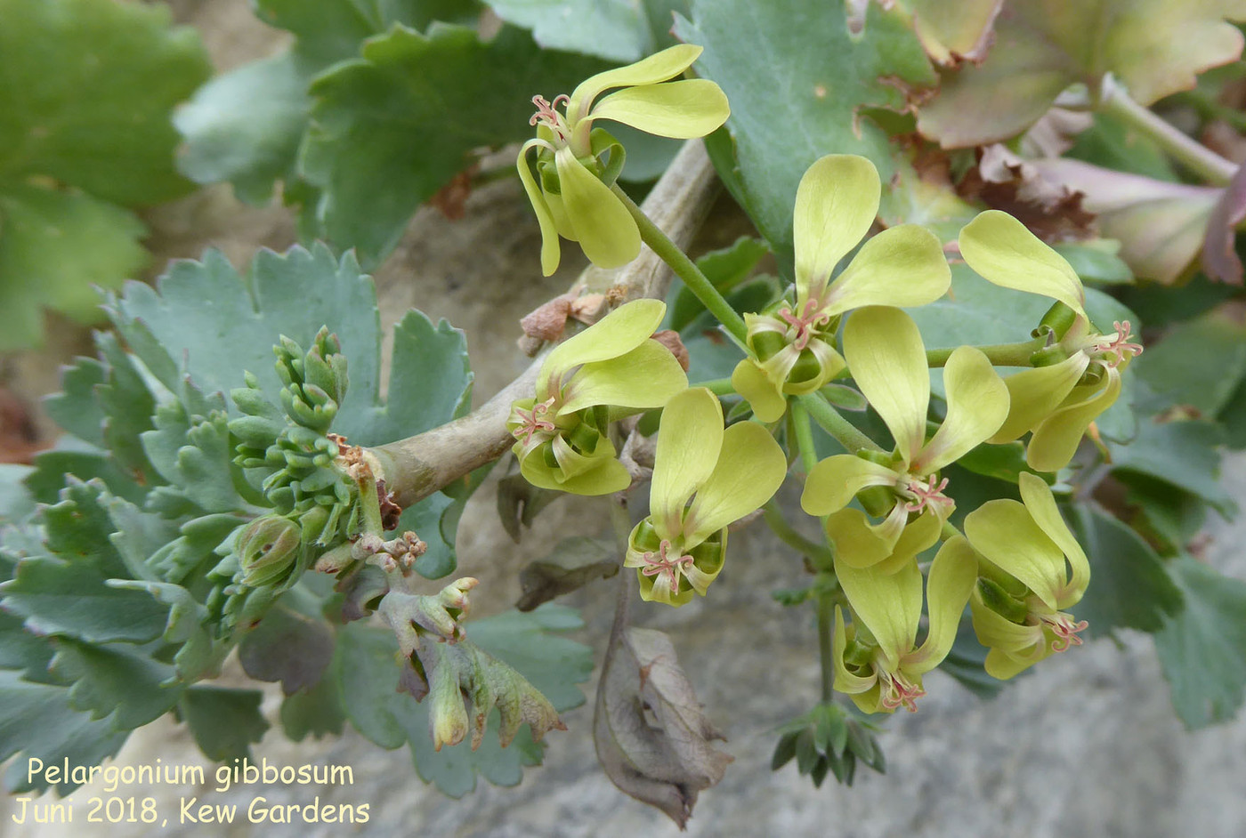 Pelargoniumgibbosum3-vi