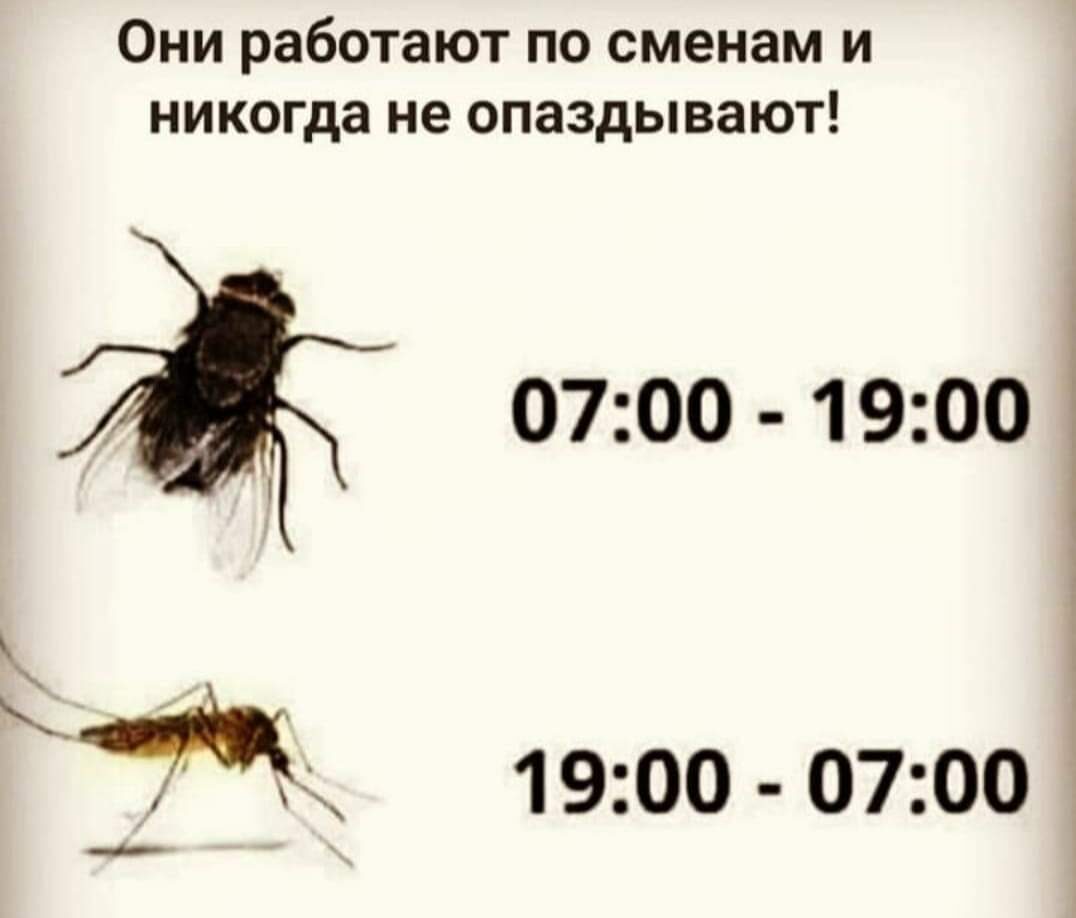 муха и комар