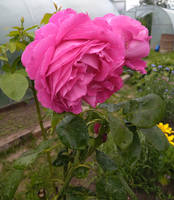 VFL.RU - ваш фотохостинг