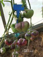 VFL.RU - ваш фотохостинг