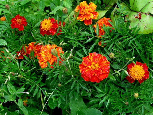 VFL.RU - ваш фотохостинг VFL.RU - ваш фотохостинг