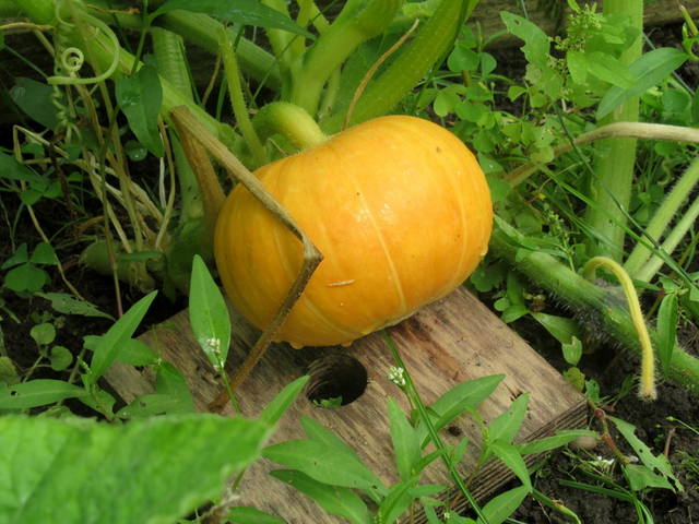 VFL.RU - ваш фотохостинг VFL.RU - ваш фотохостинг