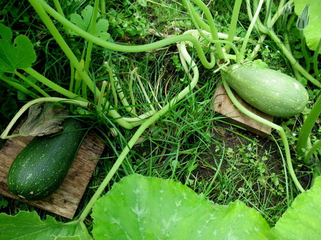 VFL.RU - ваш фотохостинг VFL.RU - ваш фотохостинг