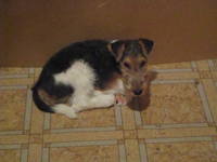 Сиротка Хася