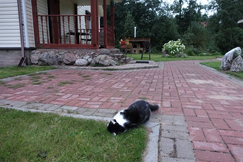 Кошаки Кошаки