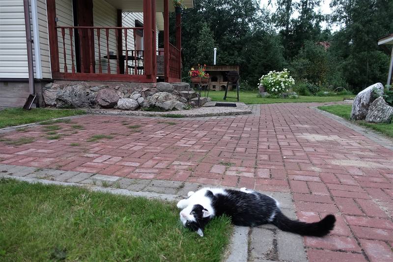 Кошаки Кошаки