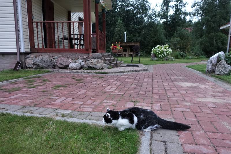 Кошаки Кошаки