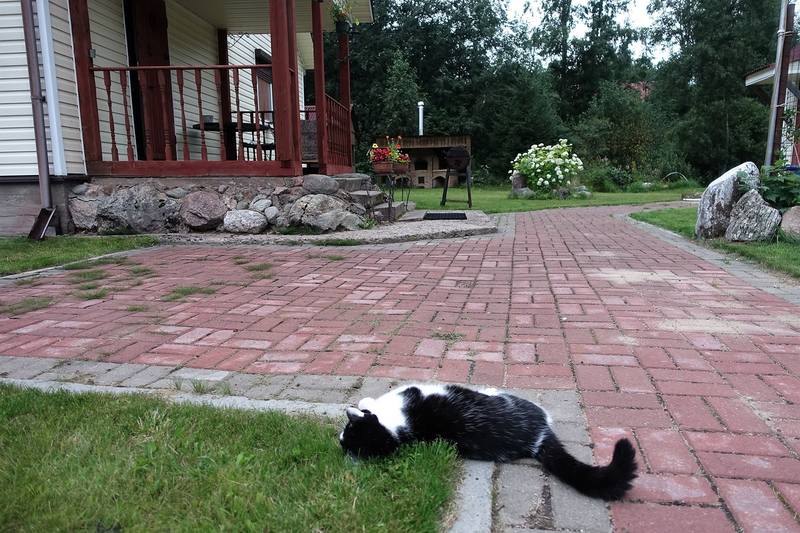 Кошаки Кошаки