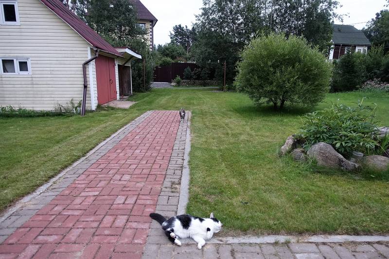Кошаки Кошаки