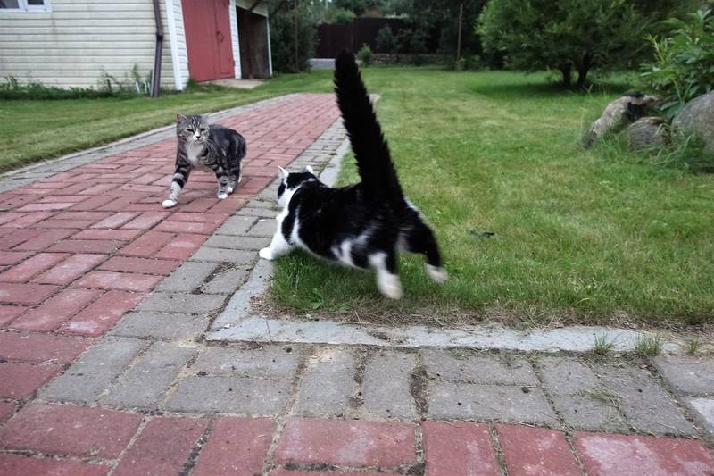 Кошаки Кошаки