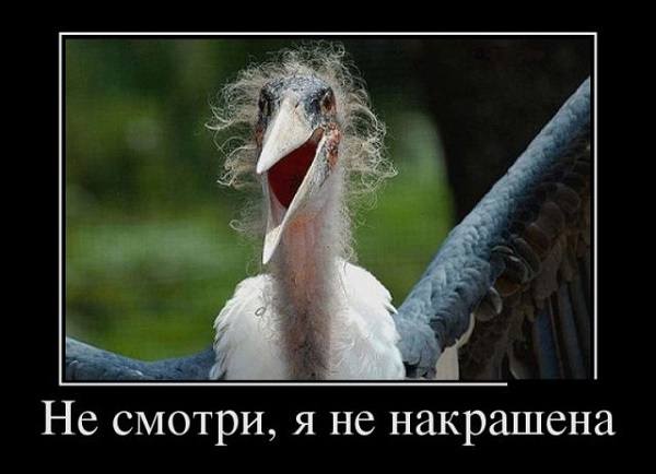 klassnyj-zabavnyj-demotivator-2 klassnyj-zabavnyj-demotivator-2