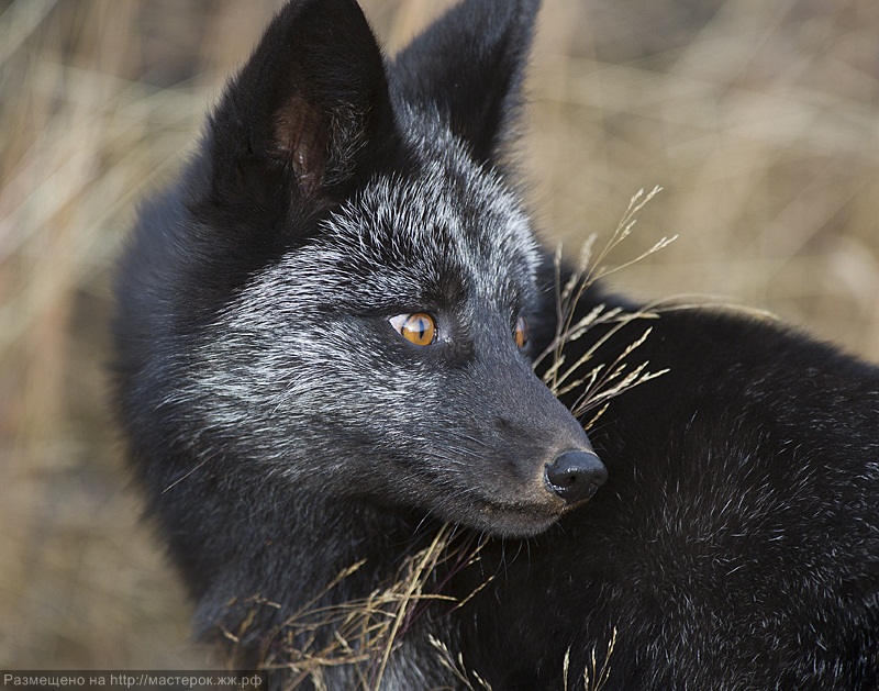 05 Black Fox-15 small mbp (Копировать)