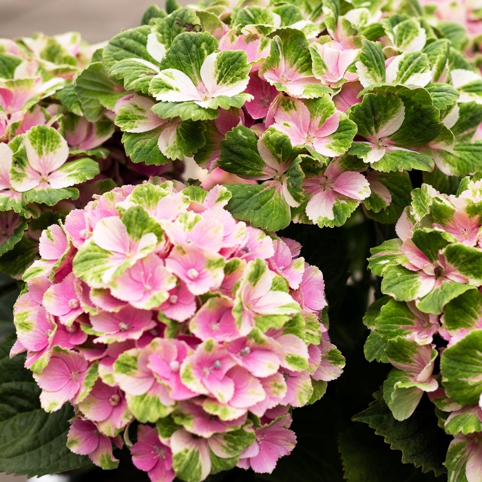 Гортензия крупнолистовая Мэджикал Революшн Пинк