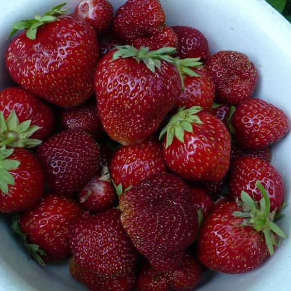 zemlyanika sadovaya klubnika induka