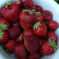 zemlyanika sadovaya klubnika induka