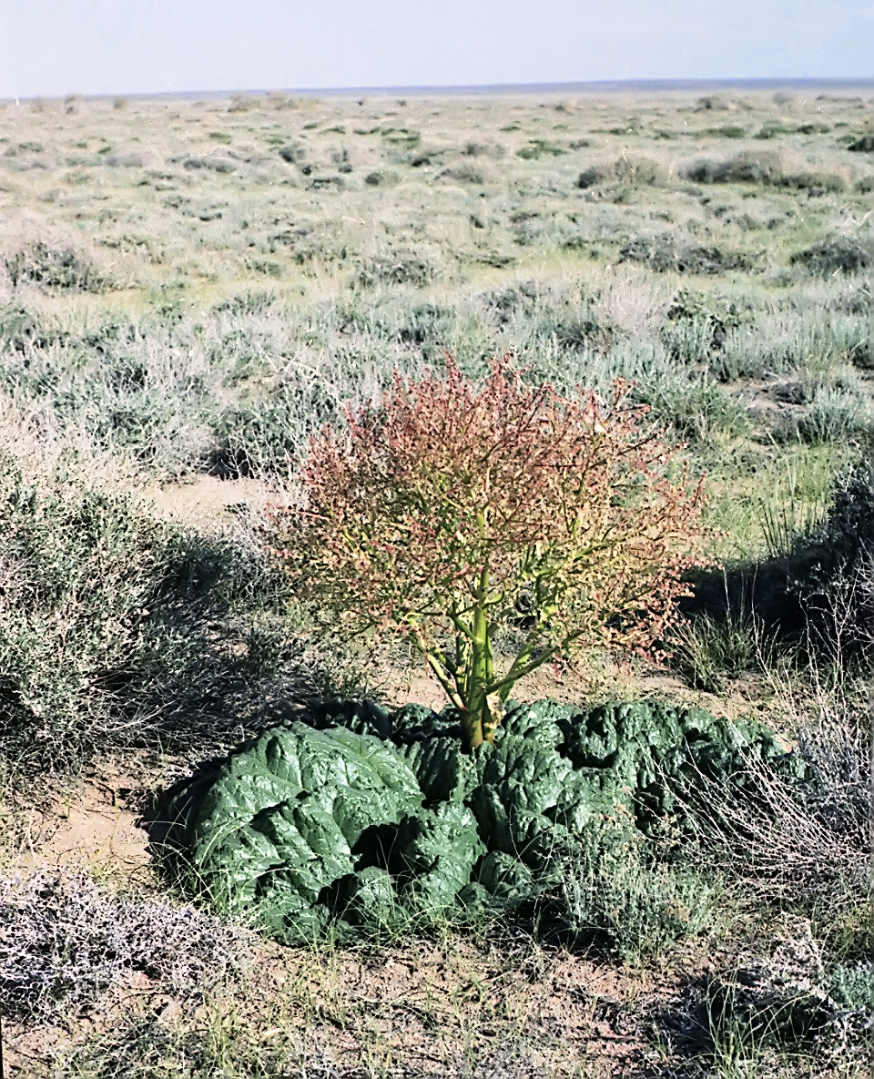 сканирование0012