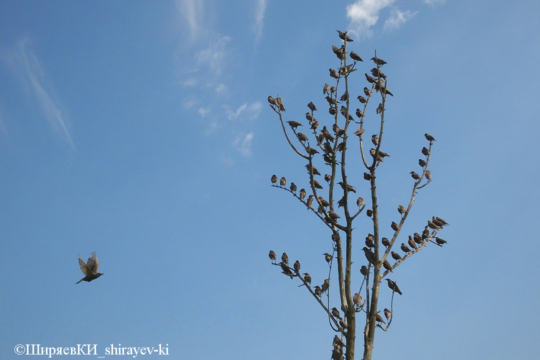 Календарь Фотоохотника Уроки Фотоохоты из Архива Да, были годы … Да, говорят, ещё какие! Съёмка 4 августа 2014 г. Снимки кликабельны 8857 СКВОРЦЫ 8858 ЯСТРЕБ-ПЕРЕПЕЛЯТНИК