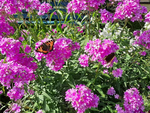 Tapтaлeтки & Ко