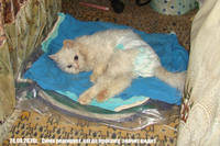 VFL.RU - ваш фотохостинг