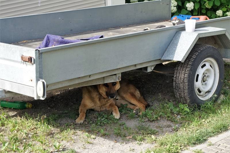 Дачное Дачное