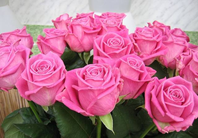 Tapтaлeтки & Ко